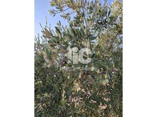Finca rústica  Hoya del muerto. Olivar cerca de baena 1,5 fanegas aprx
