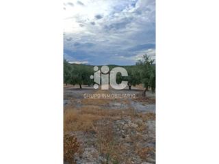 Finca rústica  Peñarrubia. Olivar cerca de baena 4,5 fanegas