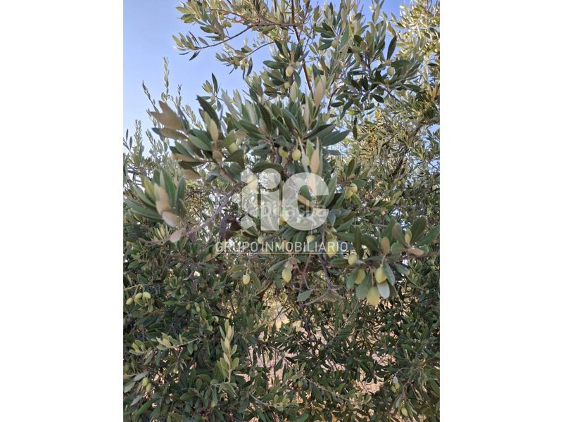 Foto ce931767-d2ed-4d47-9772-329c7720db9b. Finca rústica a Luque
