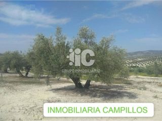 Rent Rural plot  Calle salvador muñoz. 28.6 fanegas marteño a pie de carretera