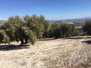 Propriété à Baena. Finca  2.5 fanegas  cerca de carretera.