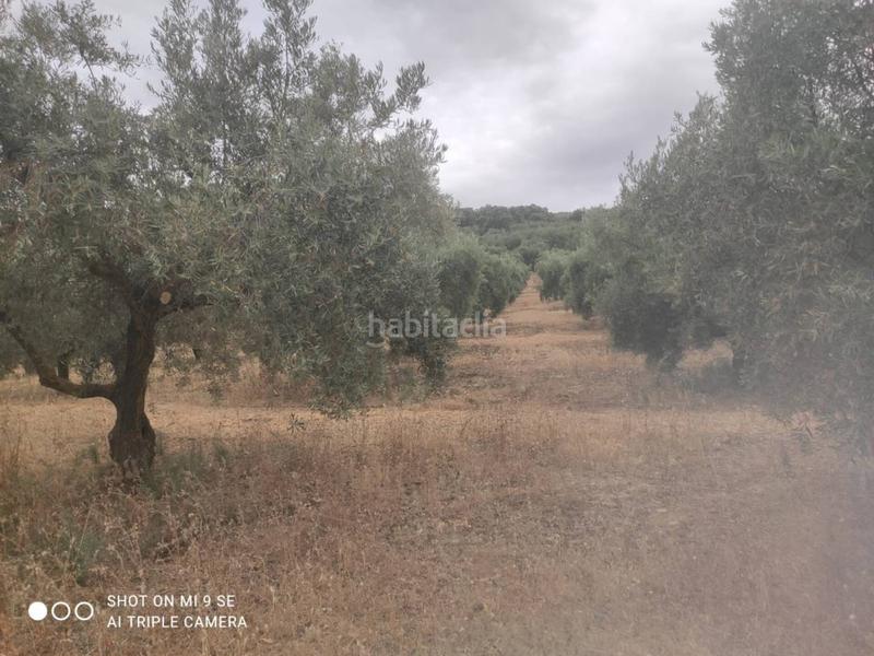 Foto 2bd6a85c-d332-4d09-8cba-4129b56f3a26. Fondo rustico in Luque