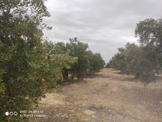 Finca rústica  Termino de luque. Olivar de 5,5 fanegas