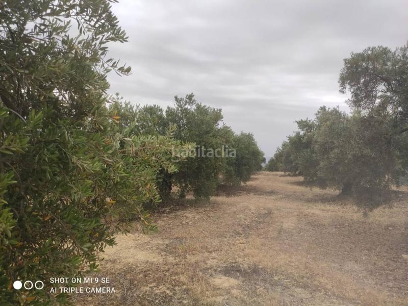 Foto c2dac6a3-b0aa-4987-a337-51345cab6b26. Fondo rustico in Luque