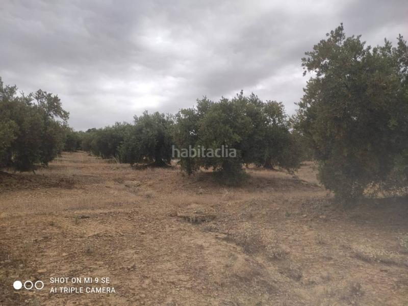 Foto 2bf3c722-8eaa-44ea-aee2-b93e73279322. Finca rústica olivar de 4,75 fanegas en Luque