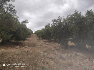 Finca rústica  Termino de luque. Olivar de 4,75 fanegas en luque