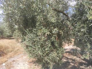 Finca rústica  Termino de nueva carteya. 15 fanegas de olivar entre carteya y doña mencia