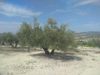 Finca rústica  Termino de nueva carteya. 20 fanegas de olivar