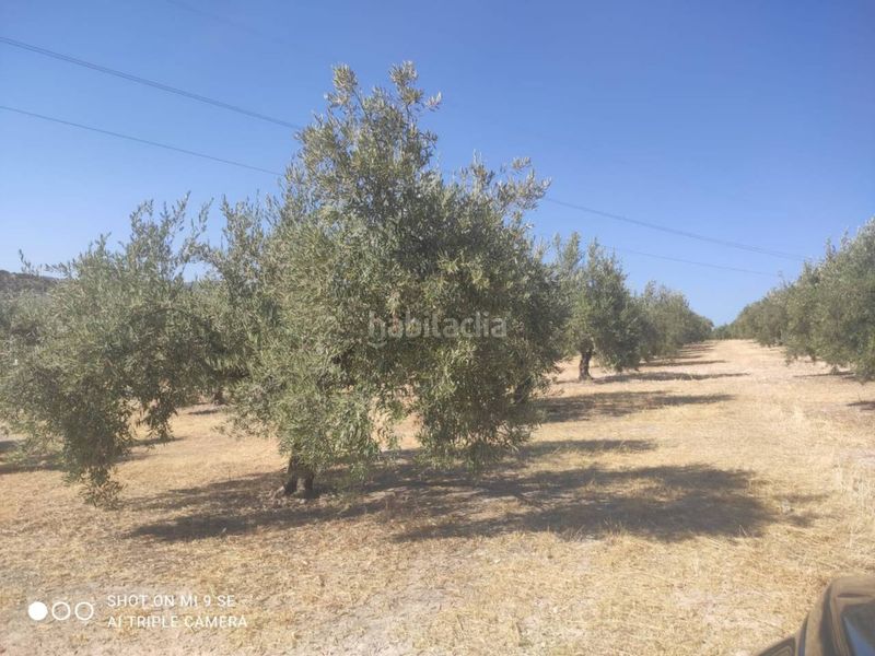Foto 08be683e-da1e-4331-8930-15d5a41c7209. Finca rústica a Baena