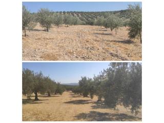Finca rústica  Termino de baena. 14 fanegas olivar 1 pie