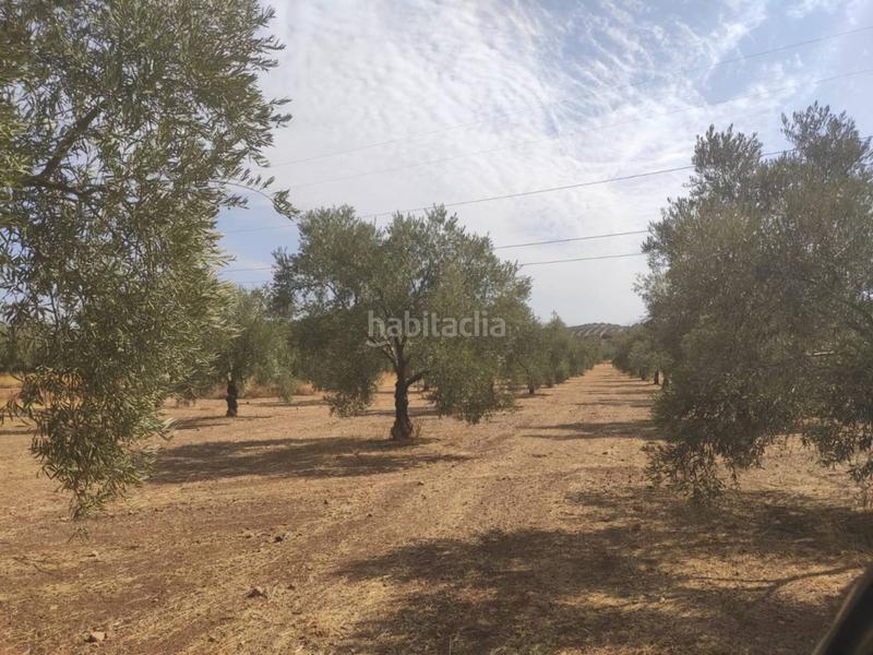 Foto 8e6fde69-43db-47a0-945b-3e9f5d82005c. Finca rústica olivar de 21 fanegas hojiblanco en Centro Lucena