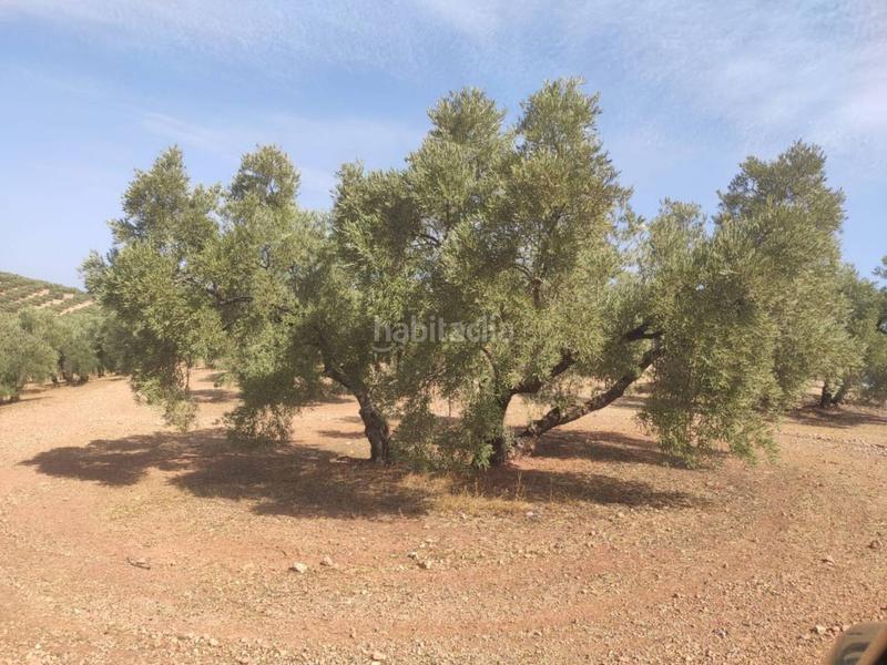 Foto bb67628d-8733-48d9-94ec-17dd22b69e44. Finca rústica olivar de 21 fanegas hojiblanco en Centro Lucena