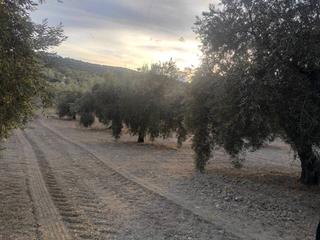 Finca rústica a Termino de doña mencia  01. 50 fanegas olivar 1 pie