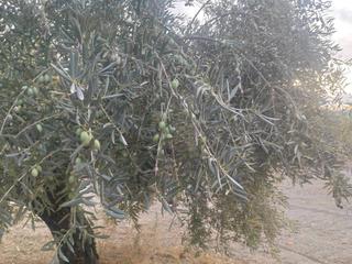 Finca rústica  Termino de baena. Olivar a las puertas de baena