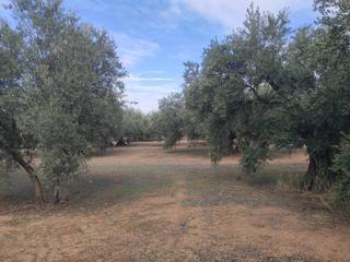 Finca rústica  Termino de luque. Olivar de 60 fanegas entre cabra y monturque