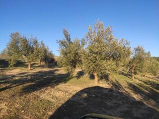Finca rústica  Termino de baena. Olivar 1 pie