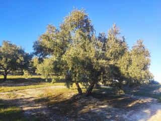 Propriété  Termino de baena. 2,5 fanegas de olivar joven