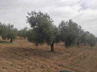 Propriété  Termino de baena. 10 fanegas olivar de 1 pie