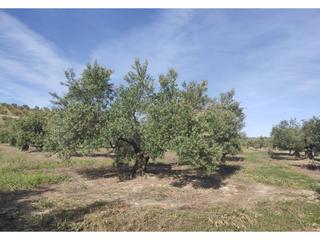 Finca rústica  Termino de baena. Olivar tradicional de 4,25 fanegas