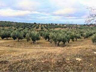 Finca rústica  Buena vista. Gran finca de olivar