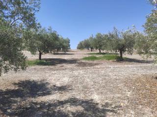 Propriété  Termino de baena. Finca de 28 fanegas a pie de carretera