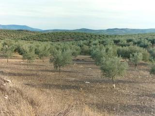 Finca rústica a Castro del Río. Olivar joven