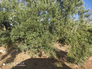 Finca rústica  Termino de luque. Olivar a pie de carretera en luque