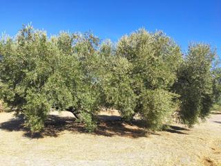 Finca rústica  Termino de luque. Estupenda finca de olivar