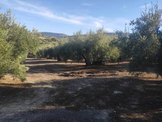 Finca rústica  Termino de nueva carteya. Finca rustica en venta en termino de nueva carteya