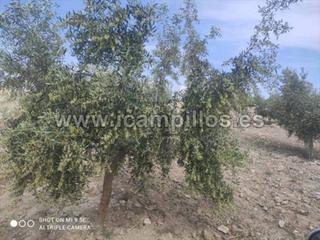 Finca rústica  Termino de baena. Parcela de olivos nuevos