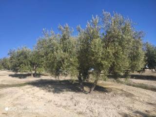 Finca rústica  Termino de baena. Olivar de 1 fanega