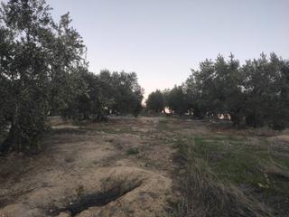 Finca rústica  Termino de nueva carteya. Parcela de olivar en nueva carteya