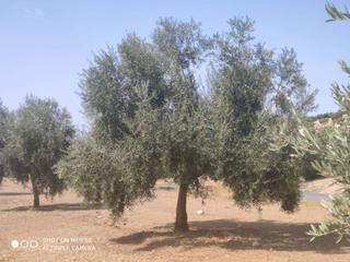 Finca rústica  Termino de baena. Olivar de riego