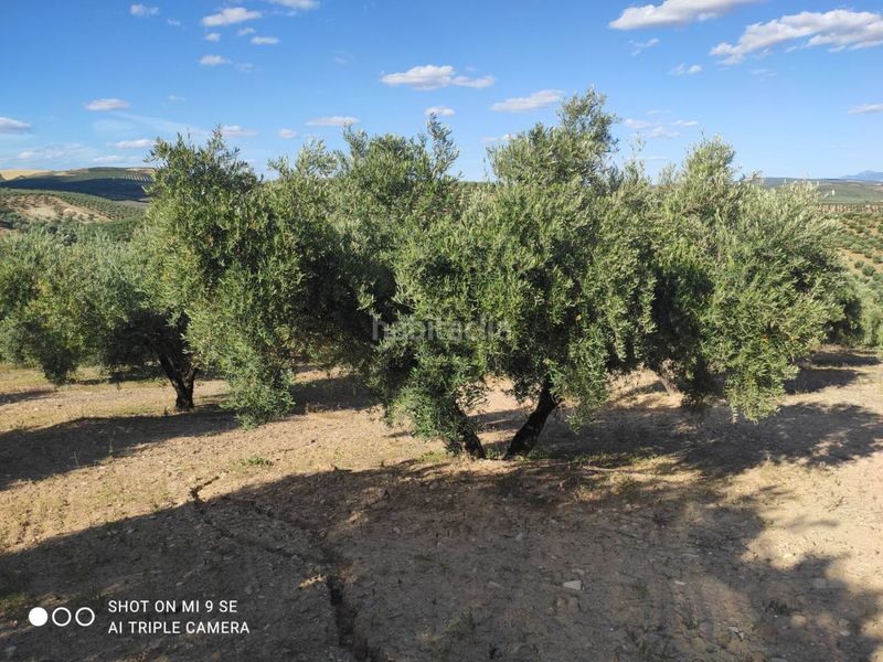 Foto a8aa0852-591b-47cd-a845-7ce4d6c519a2. Finca rústica a Baena