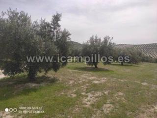 Finca rústica  Termino de luque. 19 fanegas olivar de 1 pie