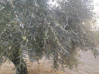 Propriété  Termino de baena. 1,5 fanegas de olivar marteño
