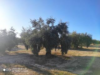 Propriété  Salvador muñoz. 50 fanegas olivar tradicional