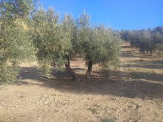 Finca rústica a Castro del Río. Finca de 8 fanegas, a pie de carretera !!!