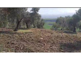 Propriété  Salvador muñoz. 7 fanegas de olivar