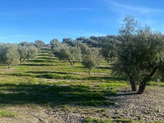 Finca rústica  Porcuna. 5 hectareas de olivar marteño