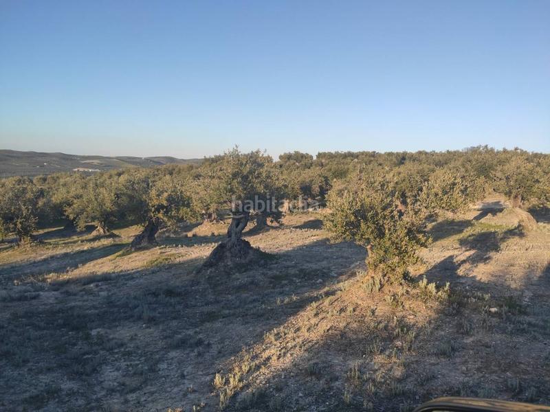 Foto c99679c8-b677-4c98-b154-48cdb65dc4c0. Fondo rustico in Baena