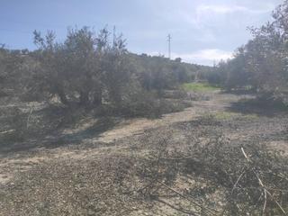 Propriété  Salvador muñoz. 1,35 fanegas a pie de carretera