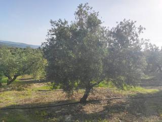 Propriété  Salvador muñoz. 20 fanegas de olivar , luz y pozo