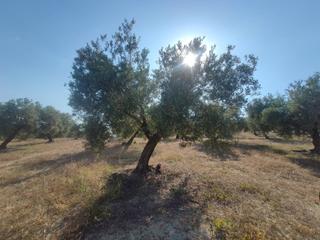 Propriété  Salvador muñoz. Finca rustica en venta en baena
