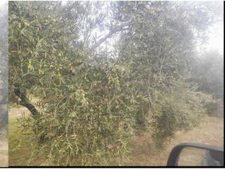 Finca rústica  Salvador muñoz. 3 fanegas de olivar cerca de baena