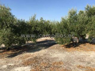 Finca rústica a Baena. Olivar de  3 fanegas posibilidad de pozo