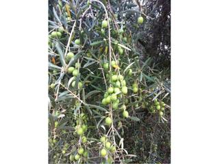 Propriété à Baena. 1 hectarea de olivar, a un paso de baena !
