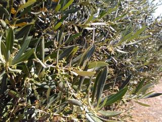 Propriété à Baena. Olivar de regadio