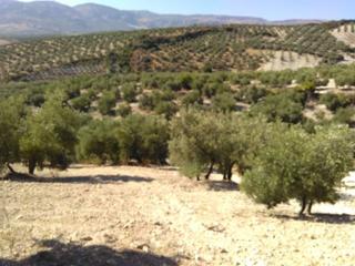 Propriété à Baena. Olivar tradicional en venta