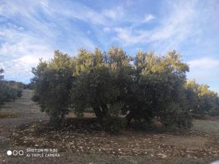 Propriété  Termino de baena. Finca de olivar de 10 fanegas